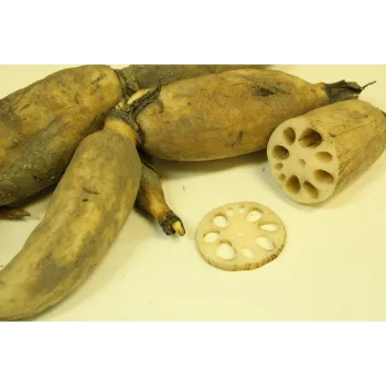 Fresh Lotus Root